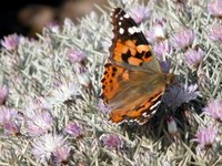 asinara--3-.jpg