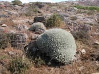 asinara--6-.jpg